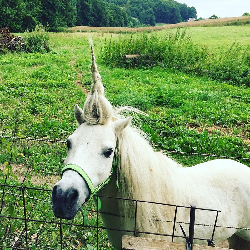 horse with hair sticking up that looks like a unicorn horn